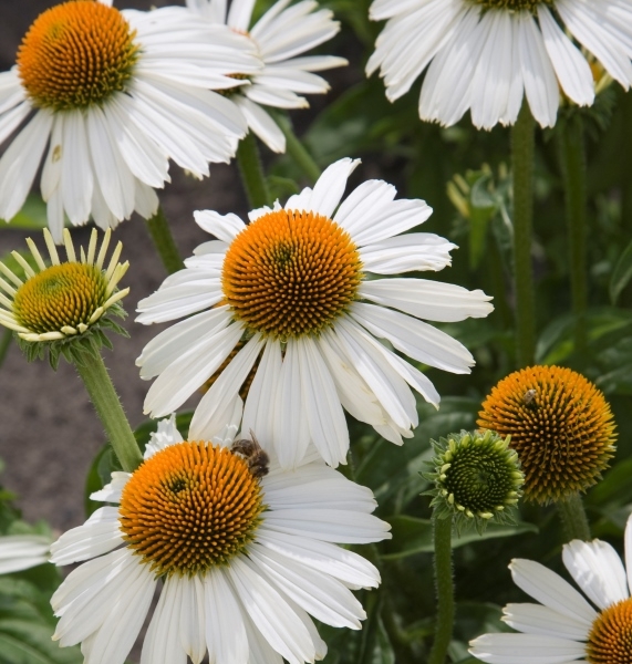 Echinacea purpurea Meditation White®