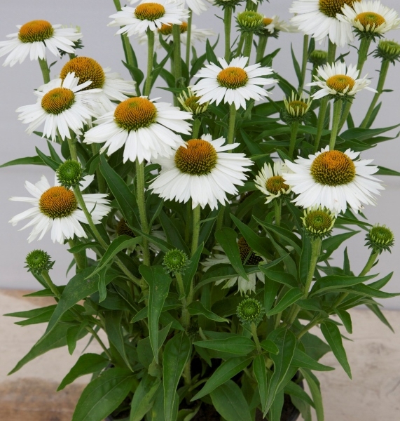 Echinacea Meditation White®