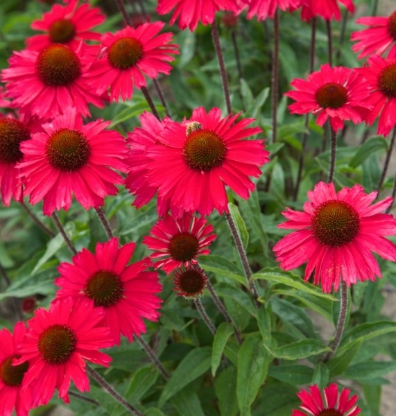 Echinacea purpurea Sensation Pink®