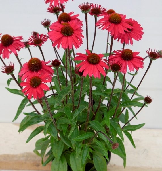 Echinacea Sensation Pink®