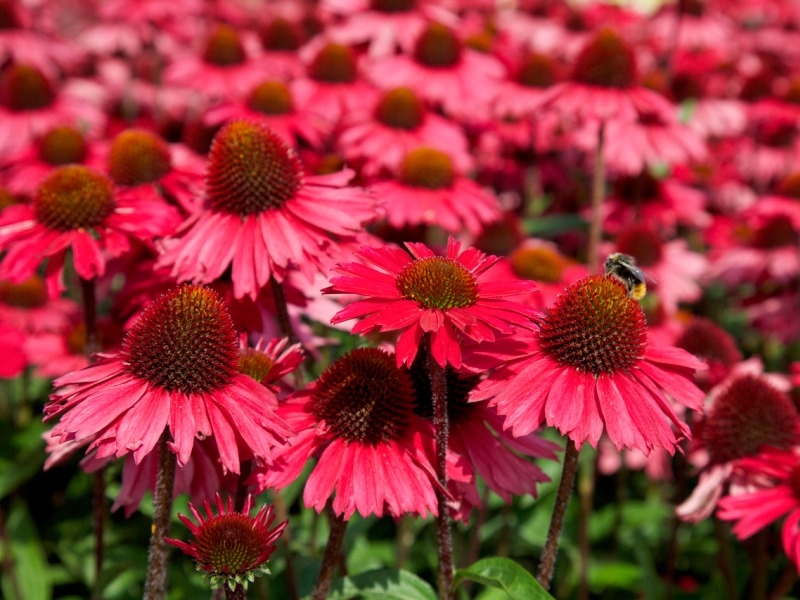 Echinacea Sensation Pink®