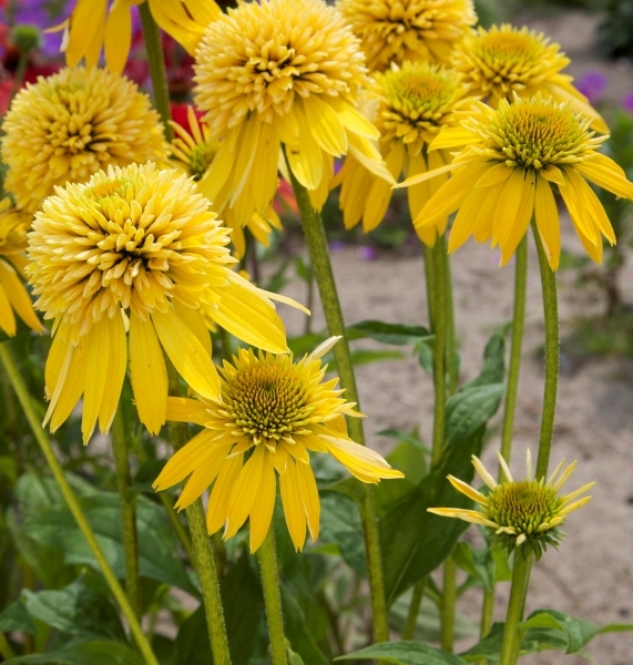 Echinacea Eccentric Yellow®