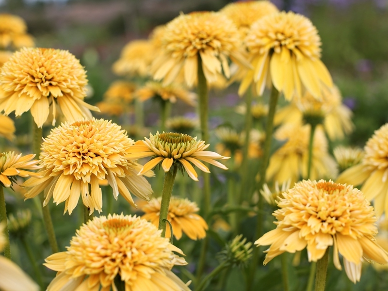 Echinacea Eccentric Yellow®