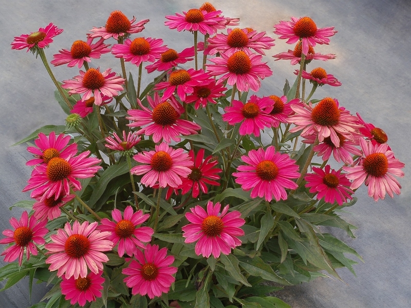 Echinacea Kismet™ Raspberry