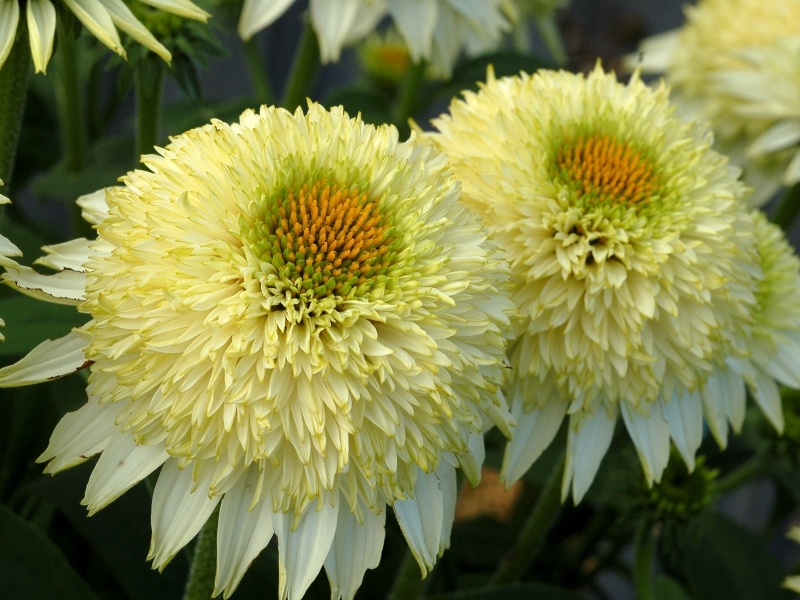 Echinacea PUFF™ Vanilla