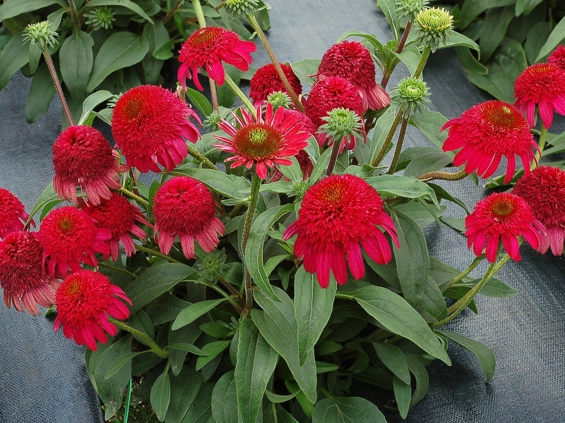 Echinacea Cara Mia™ Rose