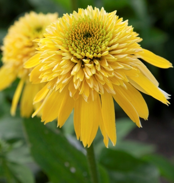 Echinacea Eccentric Yellow®