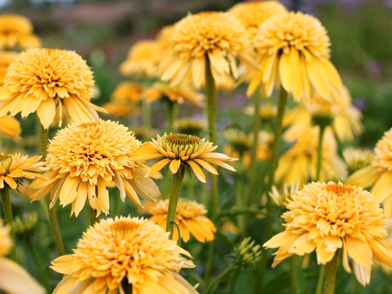 Echinacea Eccentric Yellow®