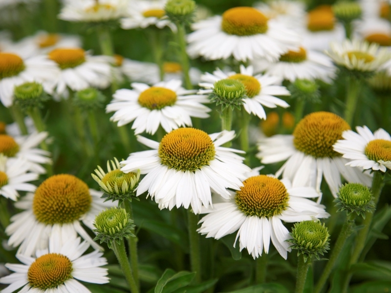 Echinacea Meditation White®