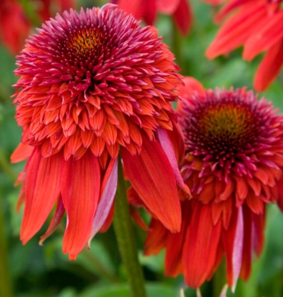 Echinacea Eccentric®