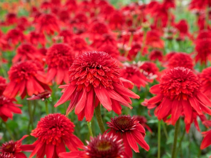 Echinacea Eccentric®