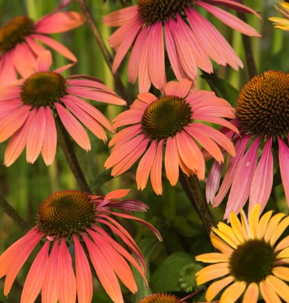 Echinacea Summer Coctail®