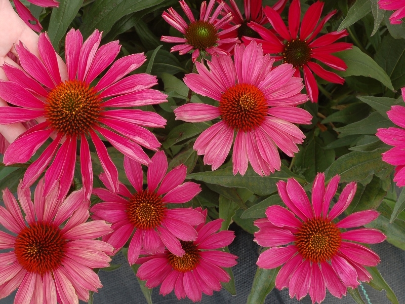 Echinacea KISMET™ Raspberry