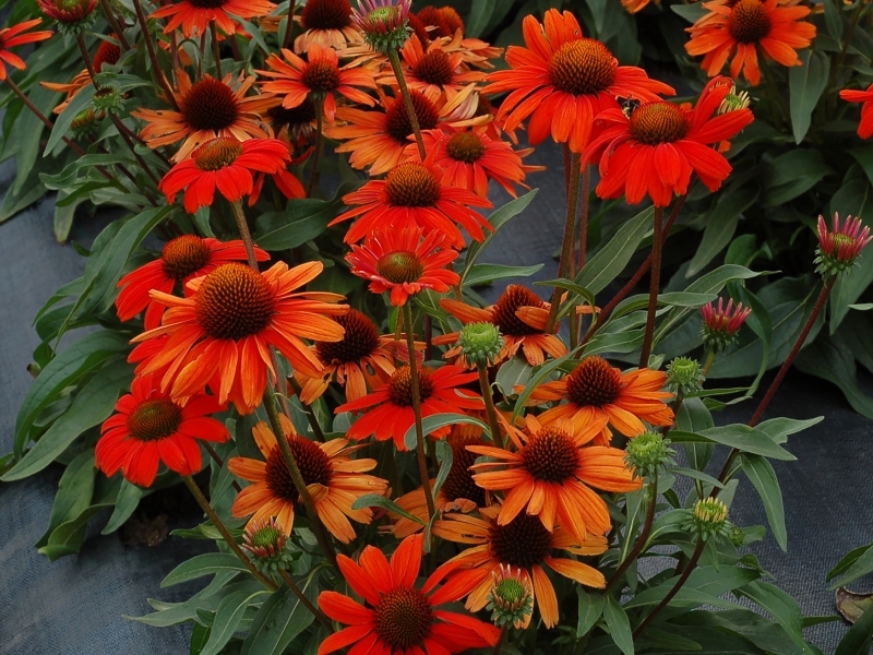 Echinacea KISMET™ Intense Orange