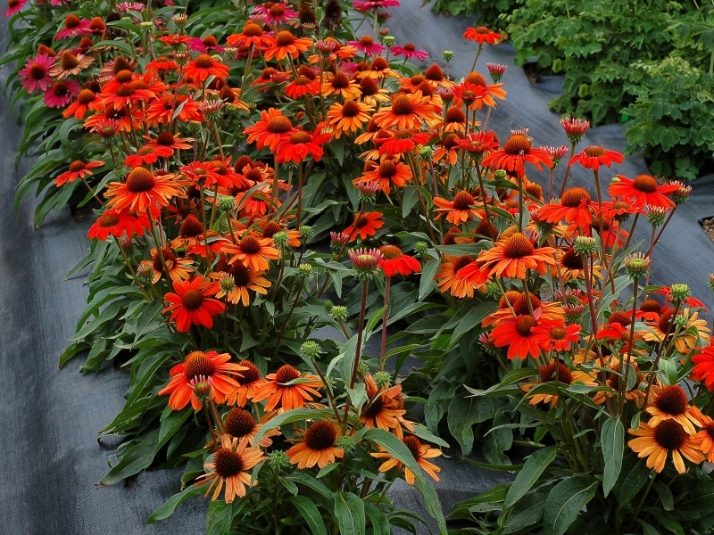 Echinacea Kismet™ Intense Orange