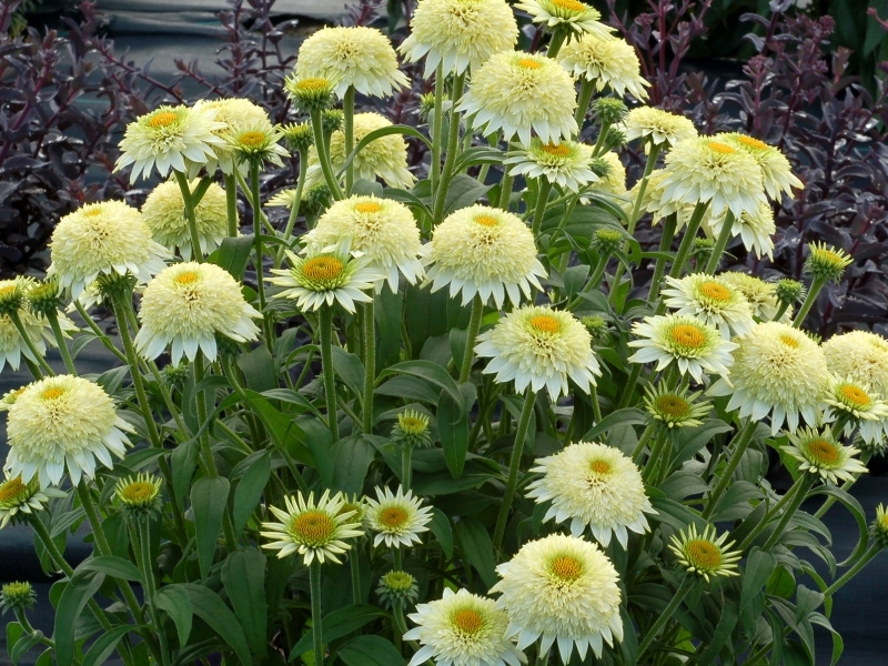 Echinacea PUFF™ Vanilla