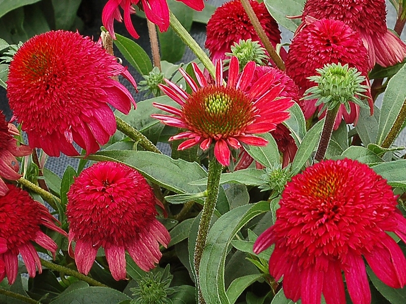 Echinacea CARA MIA™ Rose