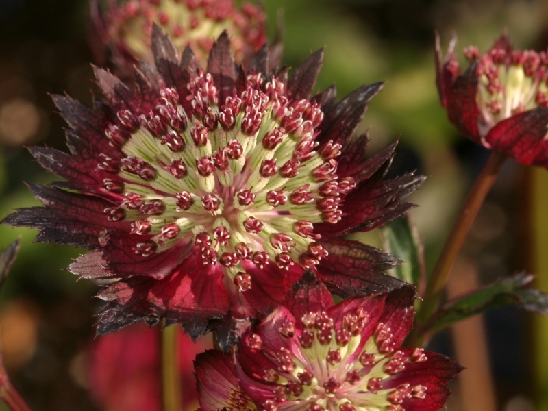 Astrantia Moulin Rouge®