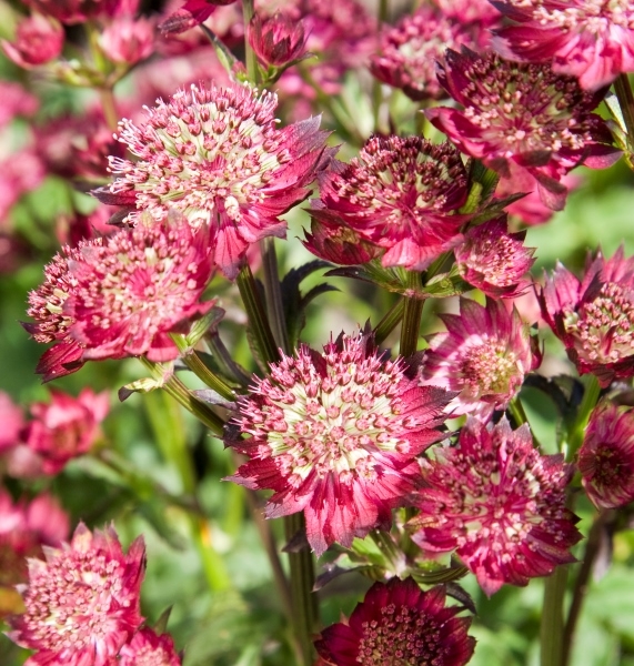 Astrantia Moulin Rouge®