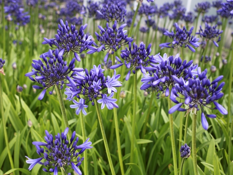 Agapanthus Pretty Heidy®