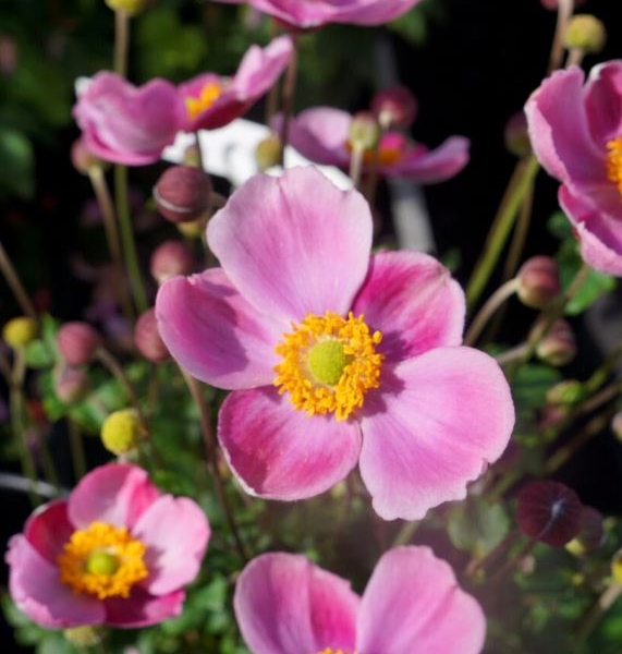 Anemone Pink Cloud (‘PKAN’PBR)