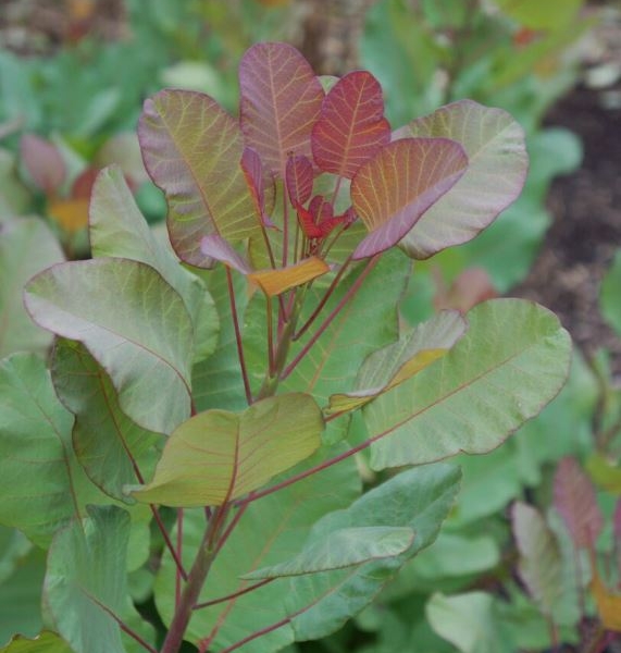 Cotinus Old Fashioned