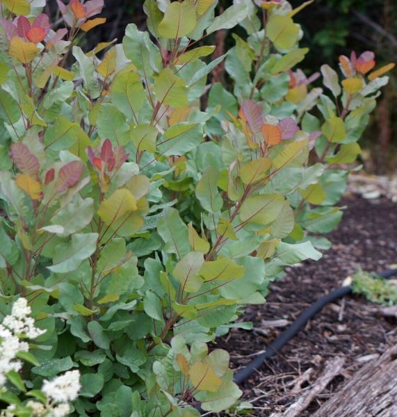 Cotinus Old Fashioned PBR EU20090125