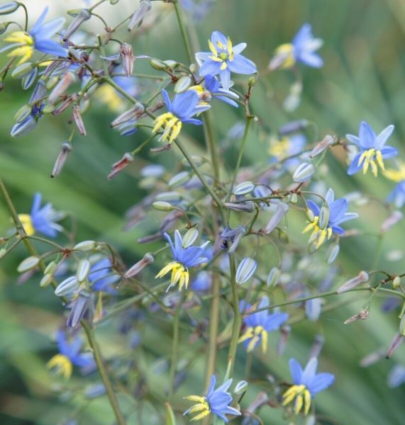 Dianella Coolvista (‘Allyn-Citation’PBR) 