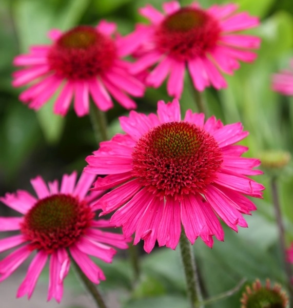 Echinacea Delicious Candy®