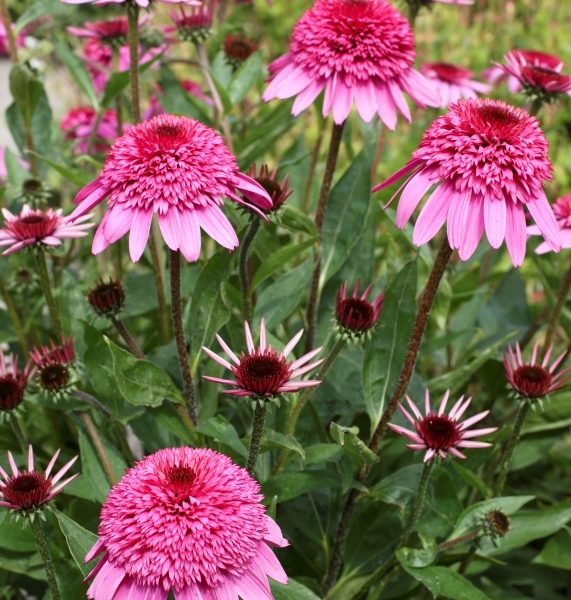 Echinacea Summer Candy®