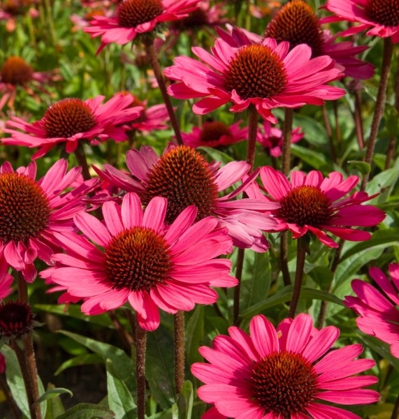 Echinacea Summer Cloud®