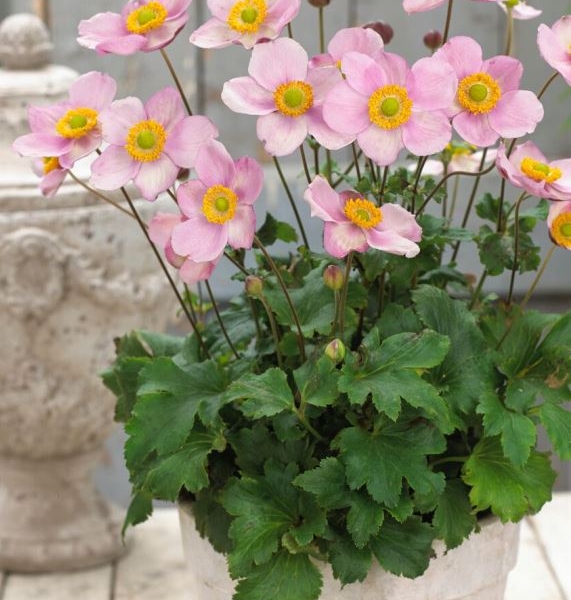 Anemone Pink Kiss