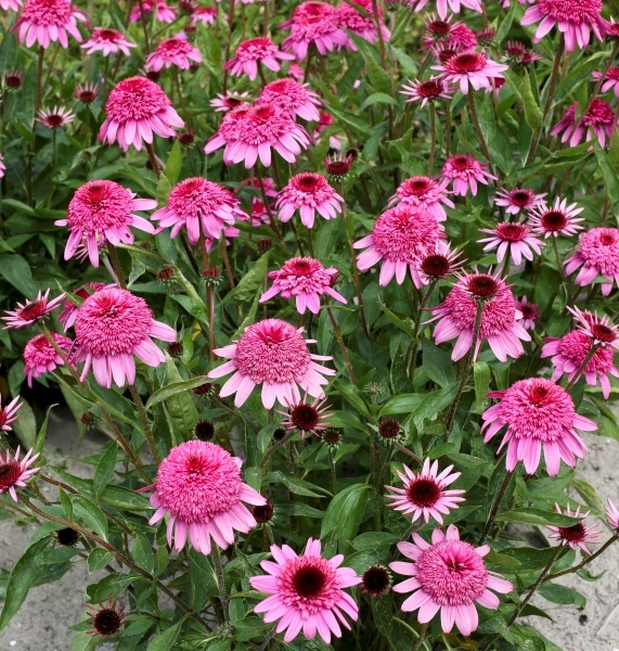 Echinacea Summer Candy®