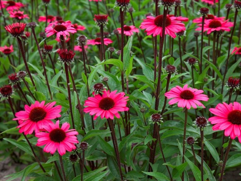 Echinacea Summer Cloud®