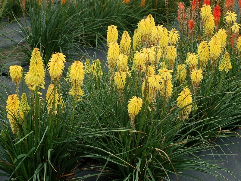 Kniphofia Poco Yellow