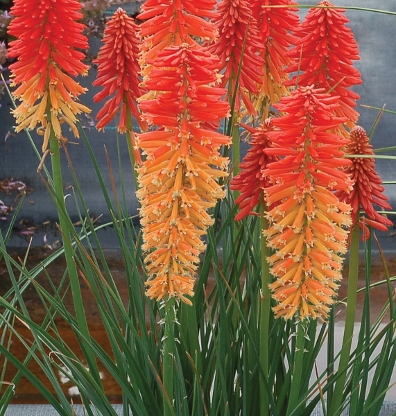 Kniphofia Poco Sunset