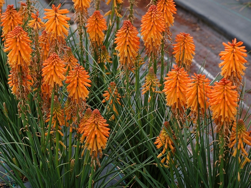 Kniphofia Poco Orange