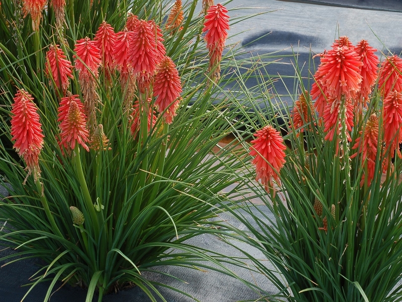 Kniphofia Poco Red