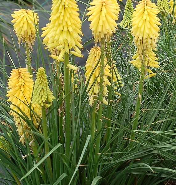 Kniphofia Poco Yellow