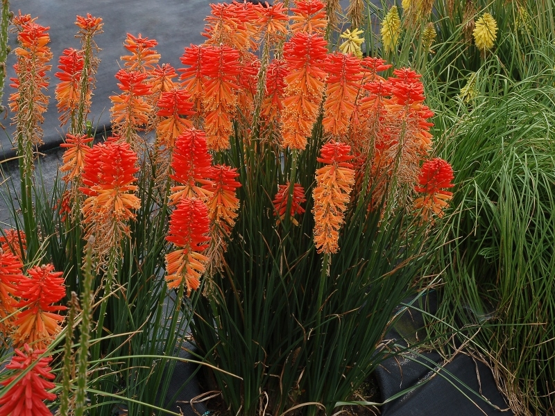 Kniphofia Poco Sunset