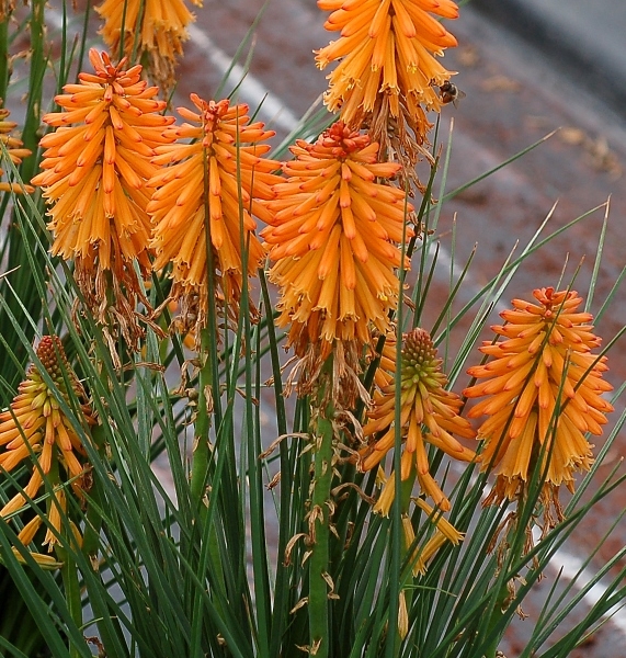 Kniphofia Poco Orange