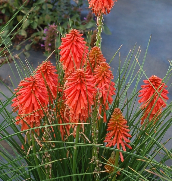 Kniphofia Poco Red