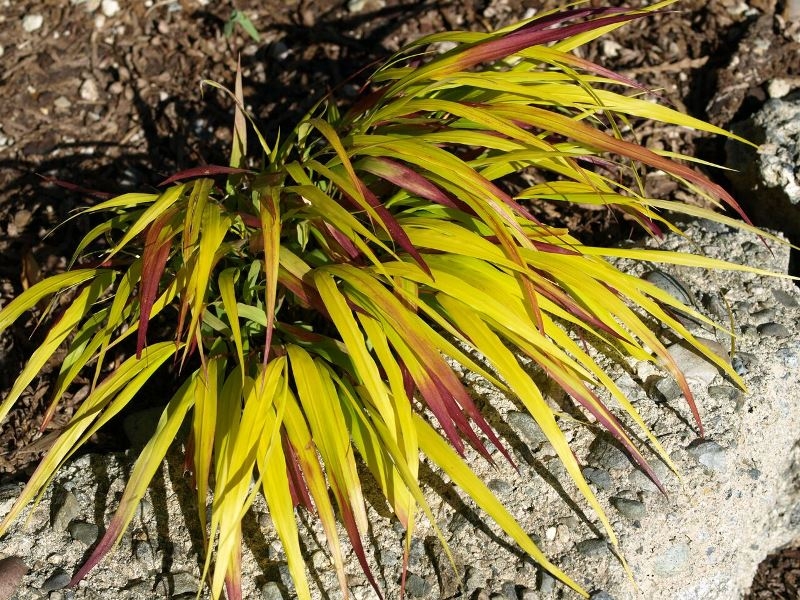 Hakonechloa Sunflare