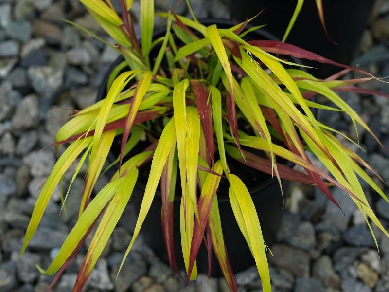 Hakonechloa Sunflare