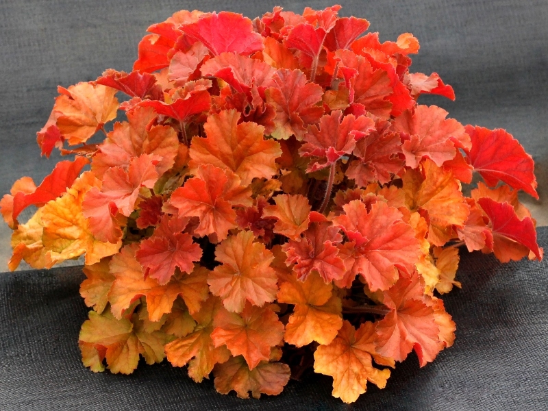 Heuchera NOTHER EXPORSURE™ Amber