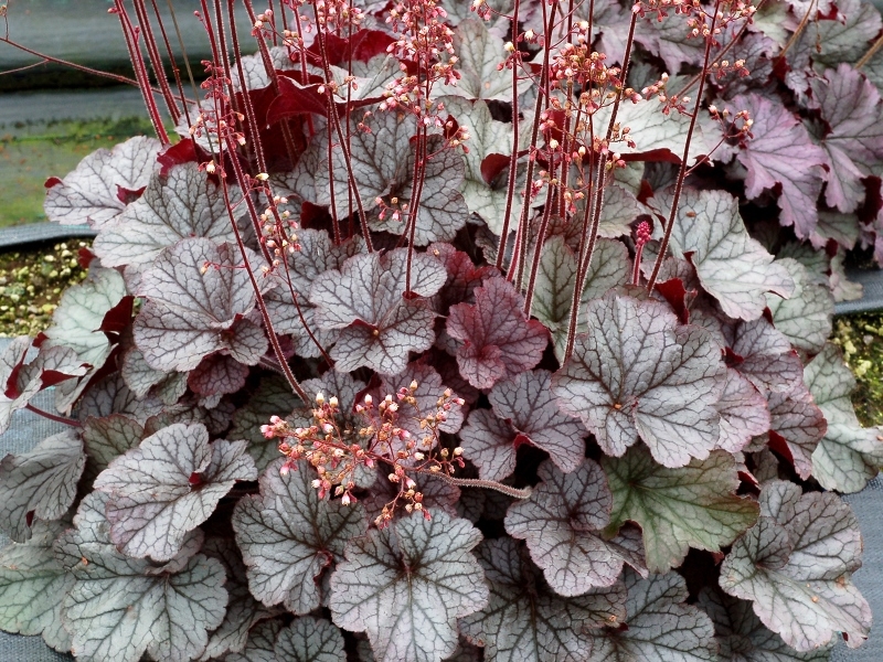 Heuchera NOTHERN EXPOSURE™ Silver