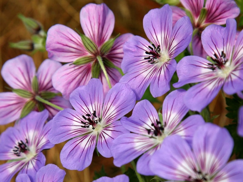 Geranium Havana Blue®