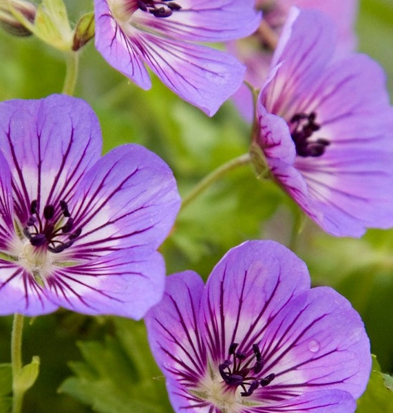 Geranium Havana Blue®