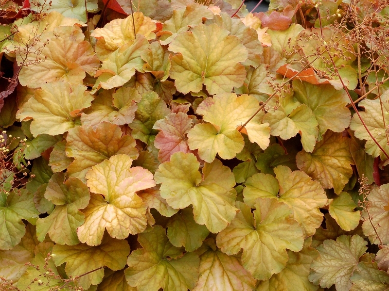 Heuchera NORTHERN EXPOSURE™ Amber