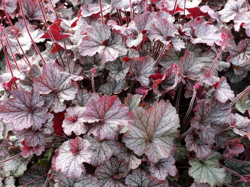 Heuchera NORTHERN EXPOSURE™ Silver